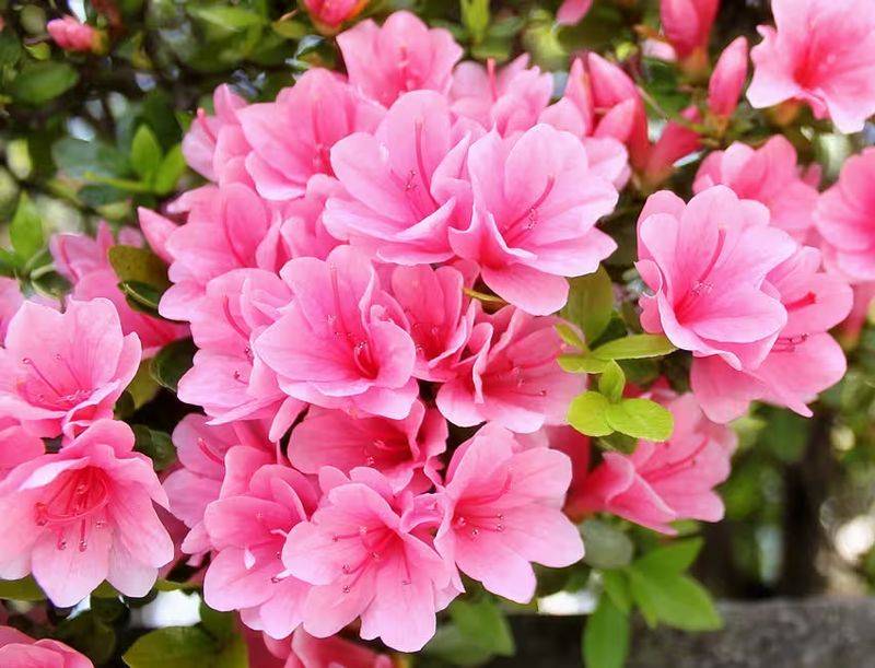 杜鹃花的种植方法