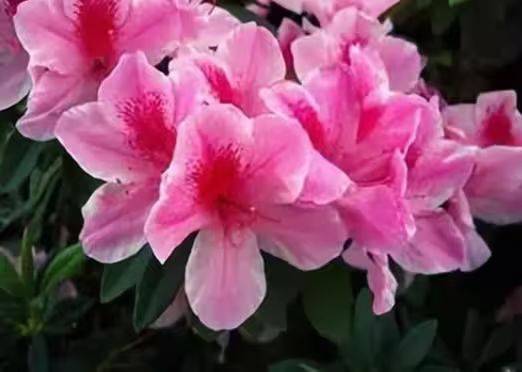 杜鹃花的种植方法