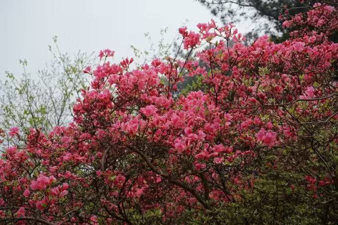 杜鹃花的种植方法