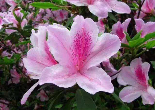 杜鹃花的种植方法