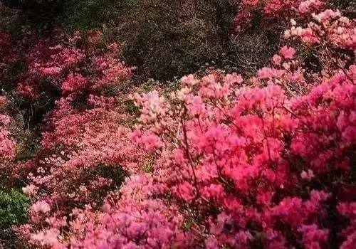 杜鹃花的种植方法