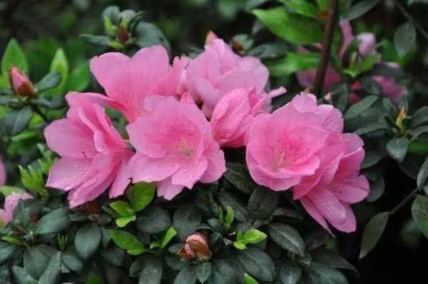 杜鹃花的种植方法