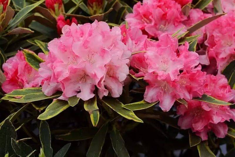 杜鹃花的种植方法