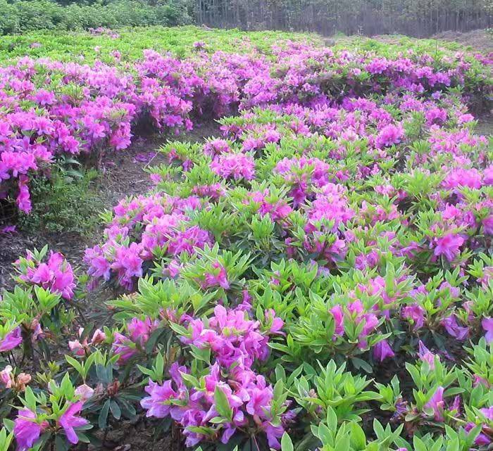 杜鹃花的种植方法