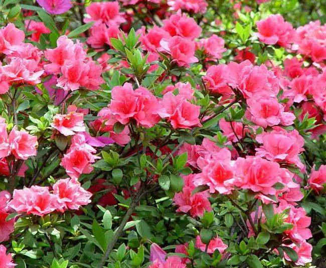 杜鹃花的种植方法