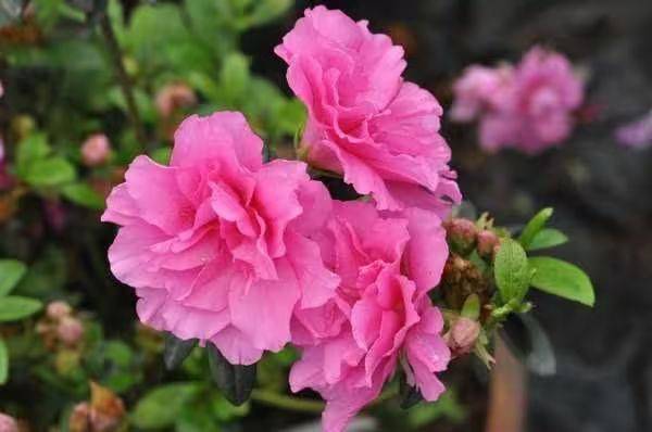 杜鹃花的种植方法