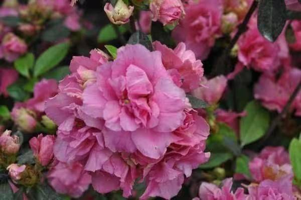 杜鹃花的种植方法