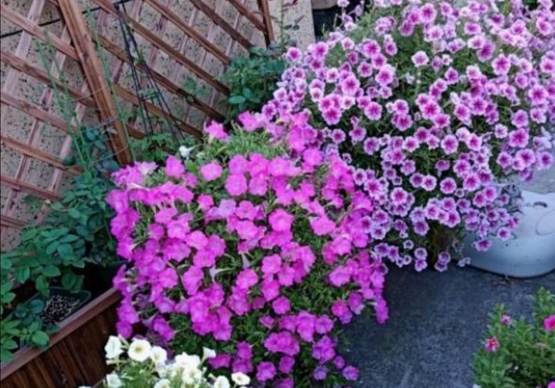 波斯菊种植方法图解