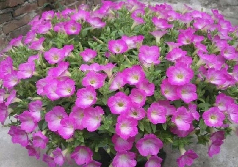 波斯菊种植方法图解