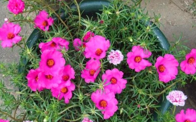 波斯菊种植方法图解