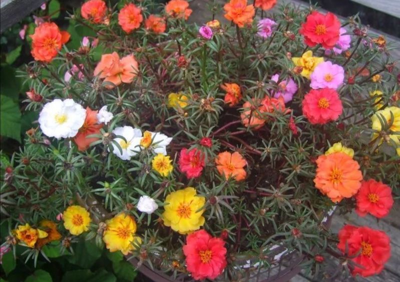 波斯菊种植方法图解