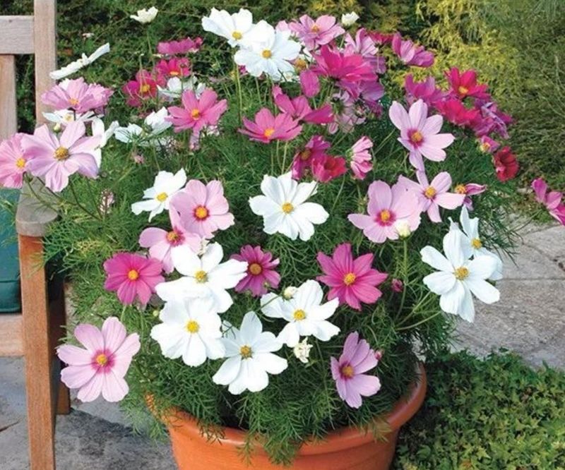波斯菊种植方法图解