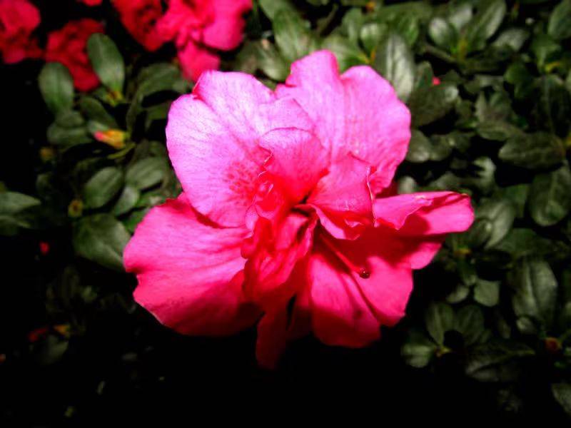 杜鹃花的种植方法