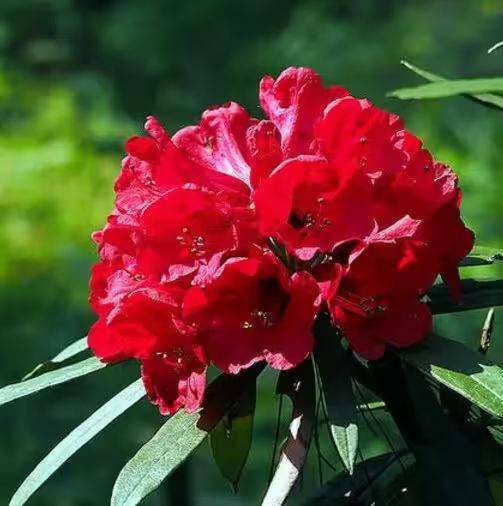 杜鹃花的种植方法