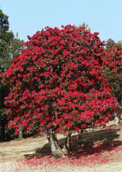 杜鹃花的种植方法