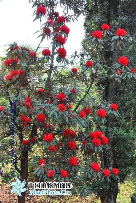 杜鹃花的种植方法