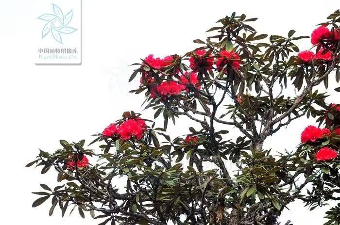 杜鹃花的种植方法