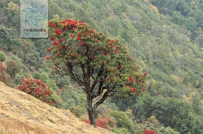 杜鹃花的种植方法