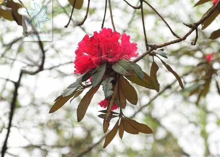 杜鹃花的种植方法