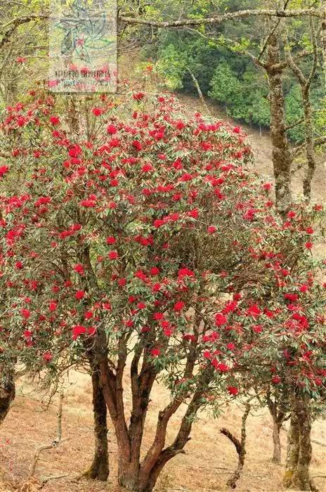 杜鹃花的种植方法