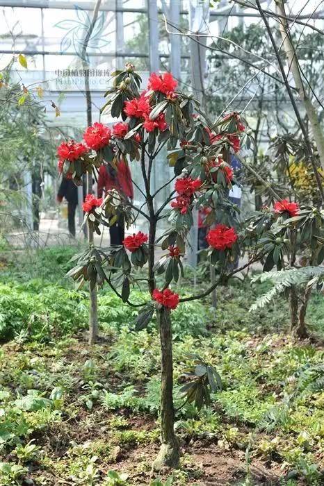 杜鹃花的种植方法