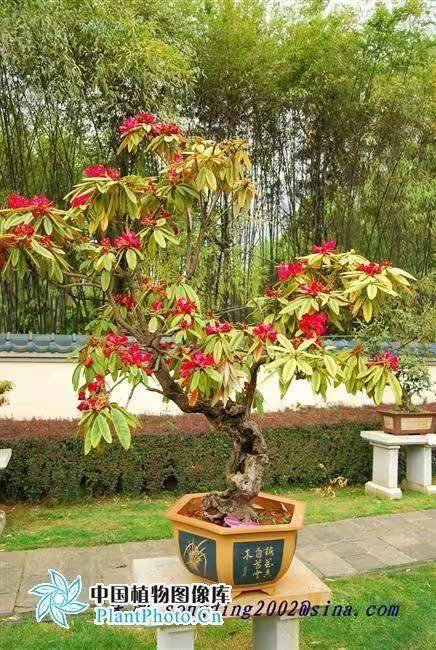 杜鹃花的种植方法