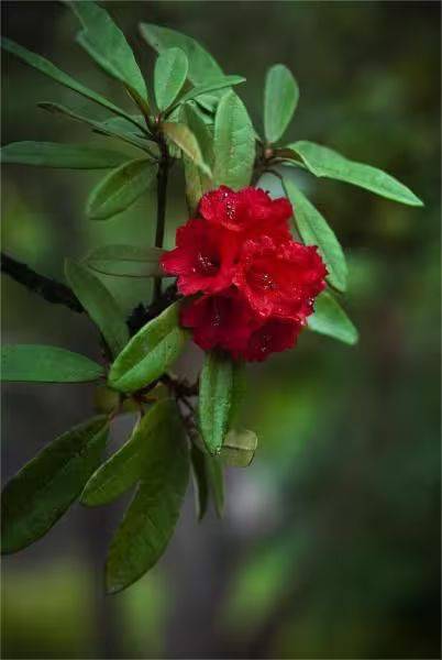杜鹃花的种植方法