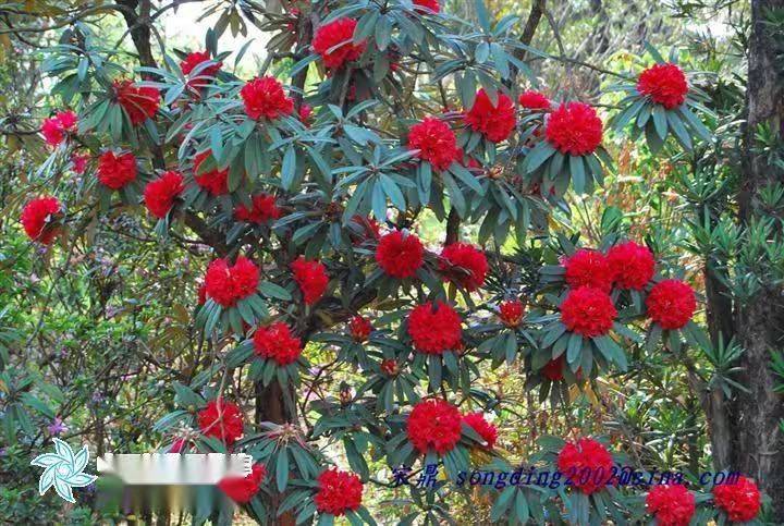 杜鹃花的种植方法