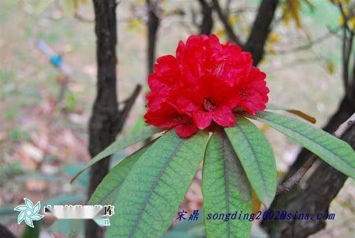 杜鹃花的种植方法