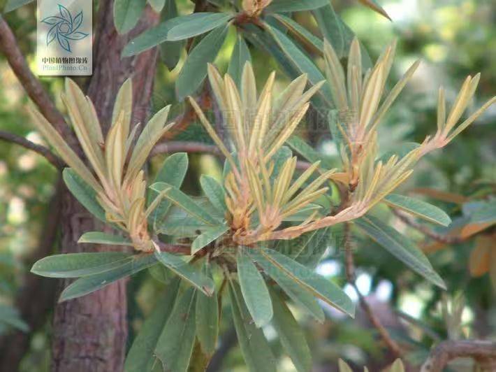 杜鹃花的种植方法