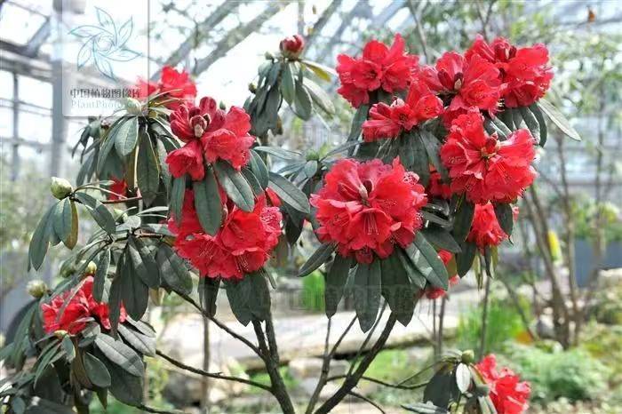 杜鹃花的种植方法