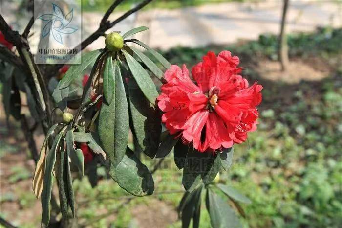 杜鹃花的种植方法