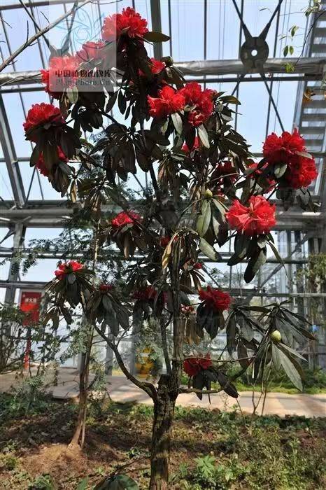 杜鹃花的种植方法