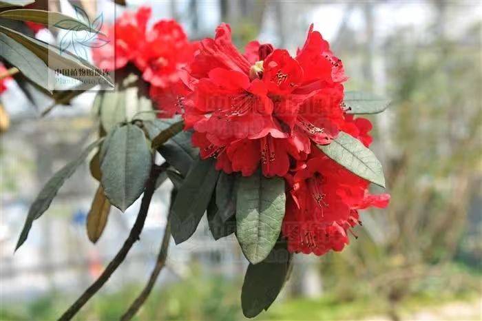 杜鹃花的种植方法