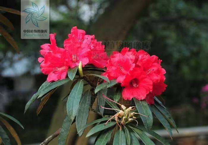 杜鹃花的种植方法