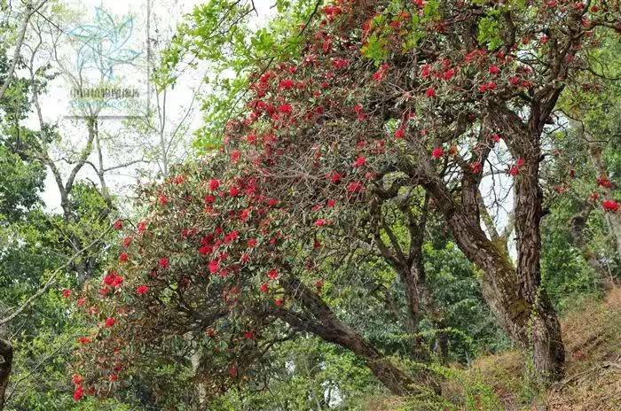杜鹃花的种植方法