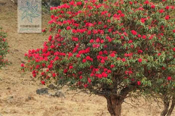 杜鹃花的种植方法