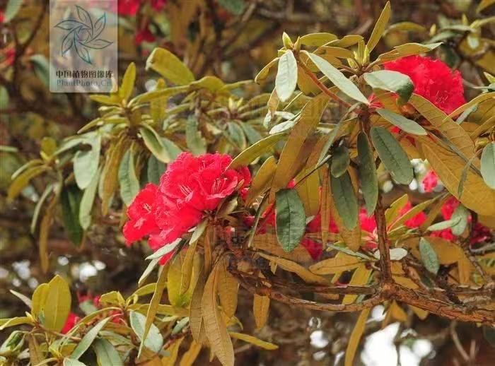 杜鹃花的种植方法