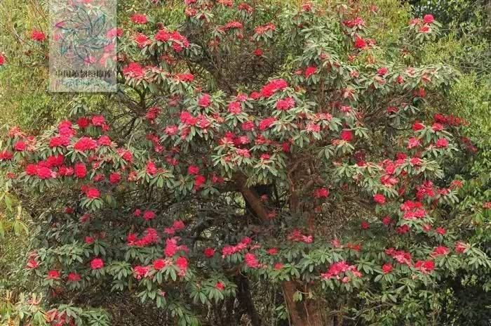 杜鹃花的种植方法