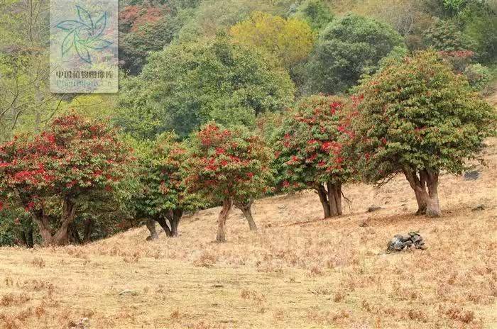 杜鹃花的种植方法