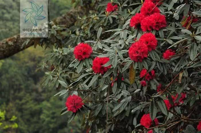 杜鹃花的种植方法