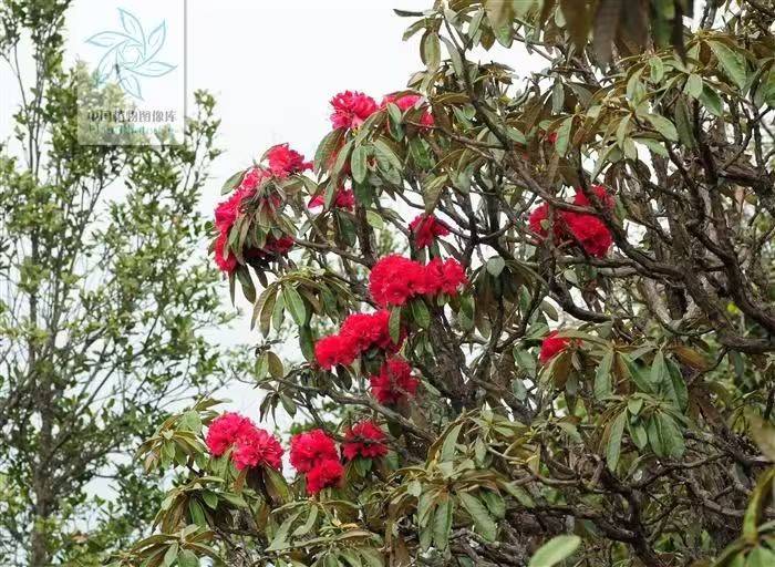 杜鹃花的种植方法