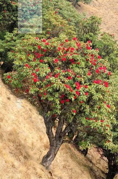 杜鹃花的种植方法