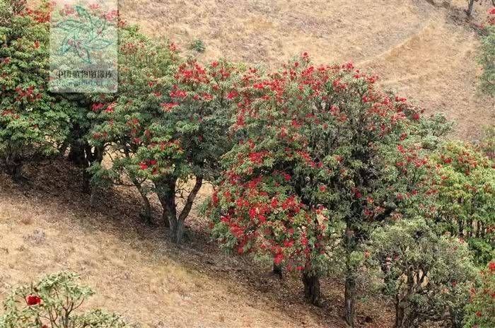 杜鹃花的种植方法