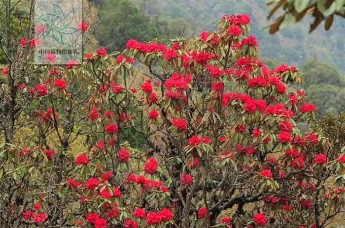 杜鹃花的种植方法