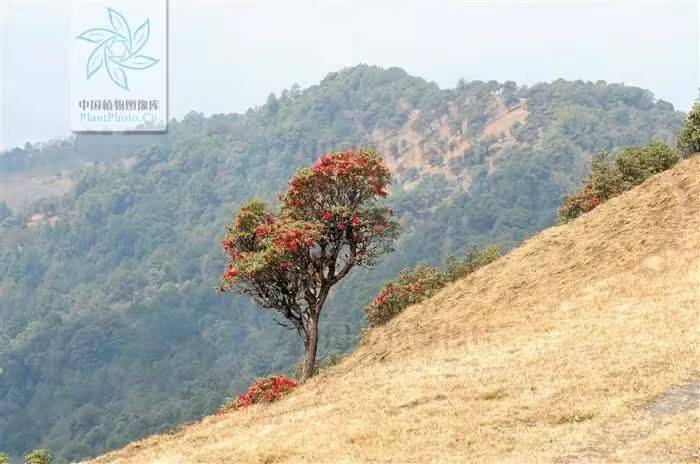 杜鹃花的种植方法