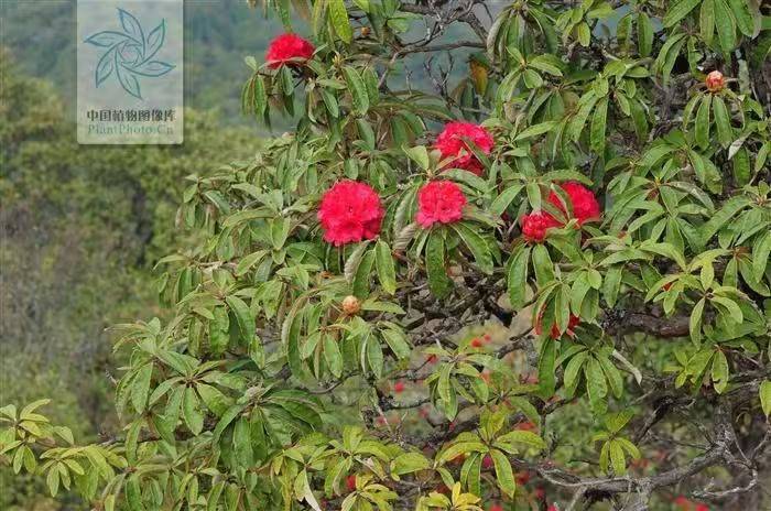 杜鹃花的种植方法