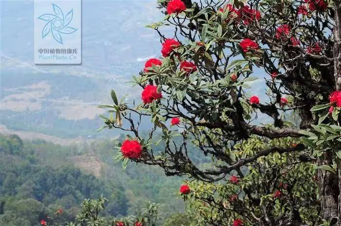 杜鹃花的种植方法