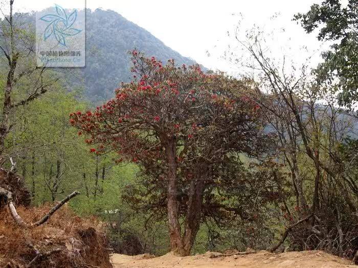 杜鹃花的种植方法