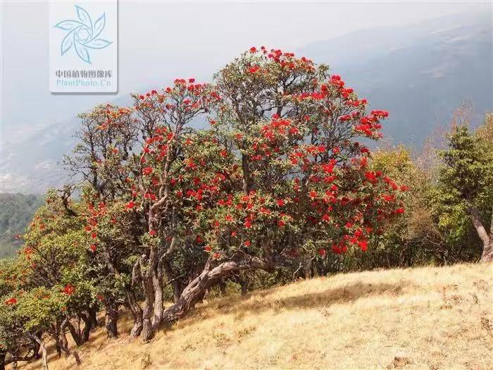 杜鹃花的种植方法